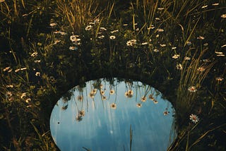 A clear puddle of water in a field, with flowers in its reflection
