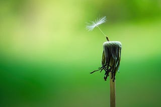 A close-up of a single dandelion seed attached to the remaining stem of a dandelion, with a blurred green background.