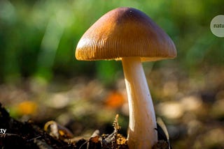 Colonising the Mind: The Chilling Tale Behind the Western Popularisation of Magic Mushrooms