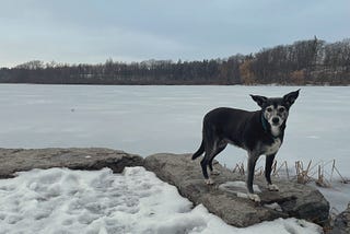 A photo of Chela at the lake, staring into your soul as she enjoys doing