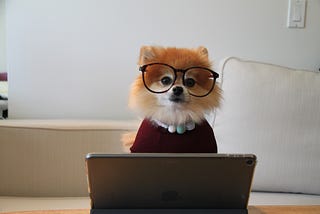 Cachorro peludinho branco e marrom, de óculos, suéter e colarzinho, sentado num sofá de frente a um notebook.