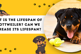 What is the Lifespan of a Rottweiler? Can we Increase its Lifespan?