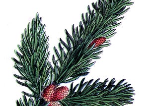 Story 2: The Last Evergreen