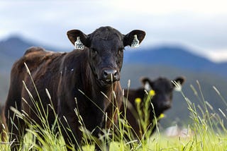 Valuable traits that Angus breeders should select for in 2023.