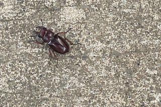 Existing in Wilkinsburg, PA; Obligations & Response-Abilities in a New Place