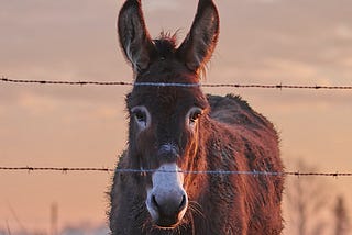 hard working donkey behind a fence