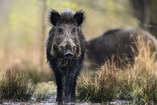 An update on feral pig laws and regulations in Texas