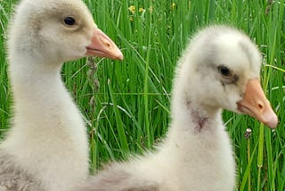 Goose gymnastics.