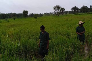 One of the FarmGrid Test Rice Farms in Ebonyi State, Nigeria