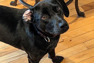 A young dog with beseeching brown eyes and short dark fur looks up at the reader. He is standing on a hardwood floor with a chair just visible behind him.
