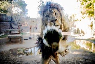 A day with the lion keeper