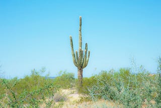 Taking Cactus Portraits In the Summer In Arizona