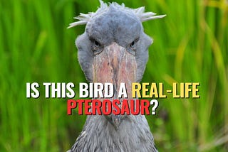 Is This Bird a Real-Life Pterosaur?
