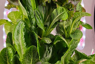 Amazing Gardening IN-HOME with Plantaform