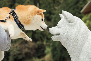 Decoding Ishi ’s Legacy; The Single Entity Responsible for All Modern Day Shiba Inu