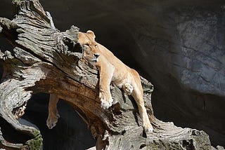 Lazy Lion
