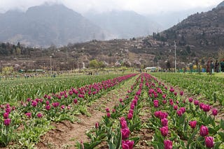 INTRODUCING THE LARGEST TULIP GARDEN IN ASIA: A Vibrant Wonderland