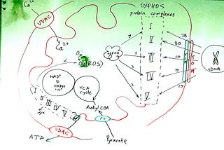 How life avoids oxygen?