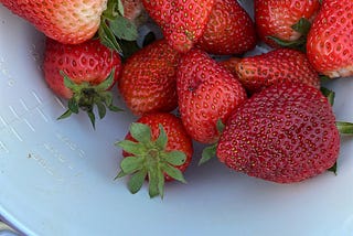 our strawberry garden