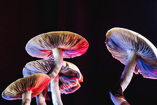 The Magic of Mushrooms: Healing from a Breakup with Psychedelics