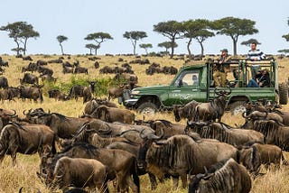 The Thundering Hooves of Africa: Witnessing the Great Migration with Tog Pro Holidays