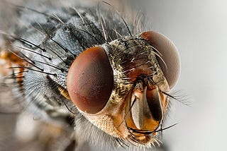 Close up photo of a fly’s face