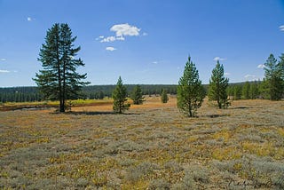 hiking the large Bechler meadows in Yellowstone NP