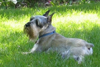 My Standard Schnauzer: Rock Star, Boss Bitch, Quirkiest, Best Dog Ever!