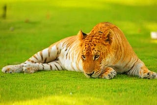 Life of a Tigon
The beauty of life is discovering what you love doing, what give you a great amount…