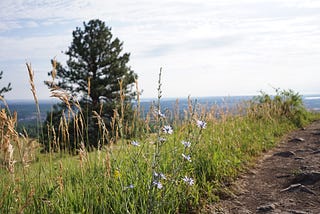 I picture of a few blue/violet flows in focus, behind them a ridgeline and to the right the continuation of dirt path.