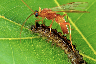 Caterpillar Parasites: How Do They Breathe?