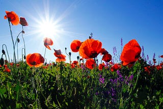 A blazoning sun in a clear blue sky illuminates red poppies in a field.