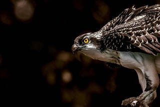 Veganism Presents Moral Problems for Everyone