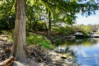 Bald cypress trees line a lake.