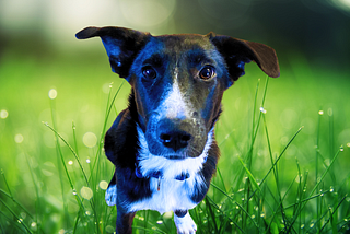 A photo of our puppy in front of a grassy background.