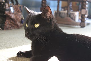 When Pets Cross Over into Heaven