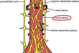 AORTIC PLEXUS 101