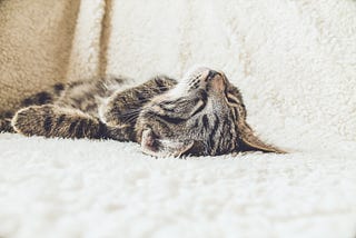 a cat sleeps on a blanket
