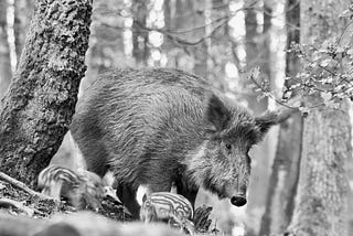 Wild boar with babies