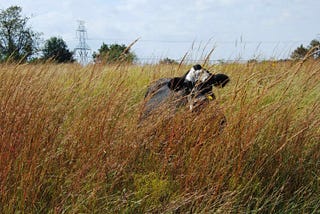 Cattle as a Tool for Quail Management