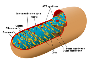 ไมโทคอนเดรีย (Mitochondria) ร่องรอยของ “วิวัฒนาการ” เพื่อเพิ่ม Endurance ตอนที่ 1