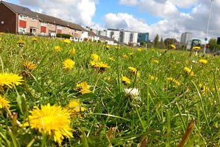 The Benefits of Letting your Lawn Go Wild