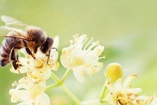 How To Help Pollinators This The Winter