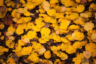 Yellow Birch Leaves