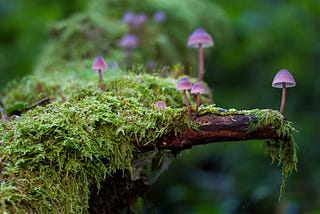 Psilocybin Mushroom . . . My Teacher Plant