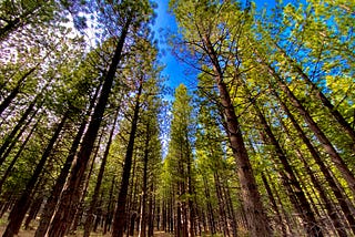 A Walk in the Woods