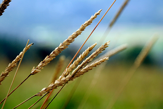 The Parable on Judgment, Wheat, & Weeds in Matthew 13