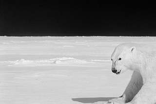 «Non pensare all’orso bianco!»