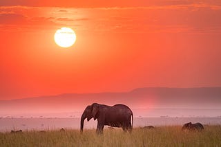 Is an African Safari in Tanzania Worth It?