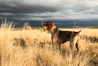 Pictures of Bird Dogs — Mack Prioleau